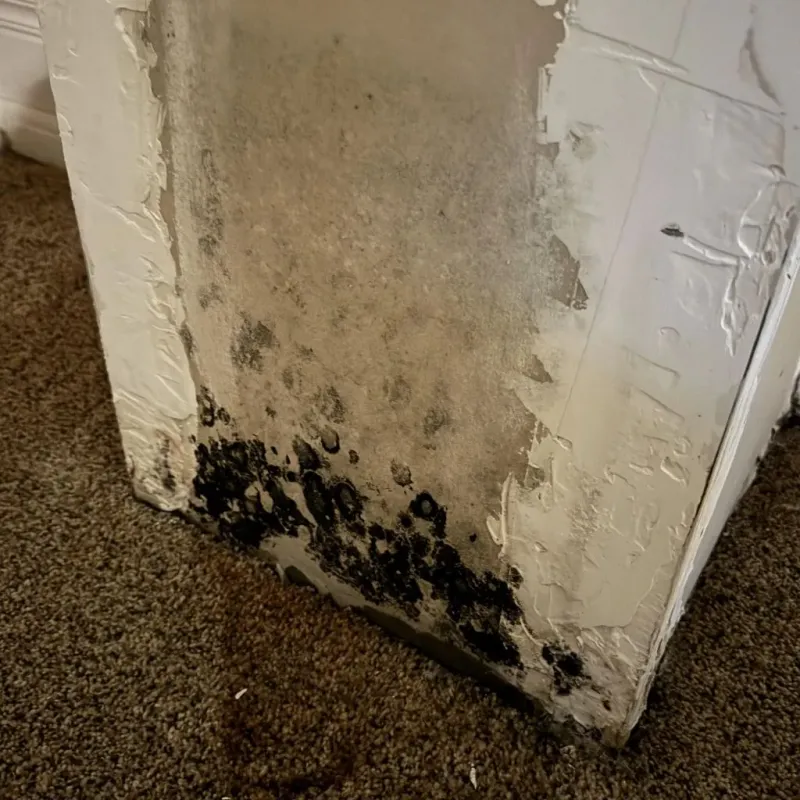 Professional Mold Removal in Polk County, FL